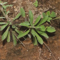 Gamochaeta pensylvanica (Willd.) Cabrera